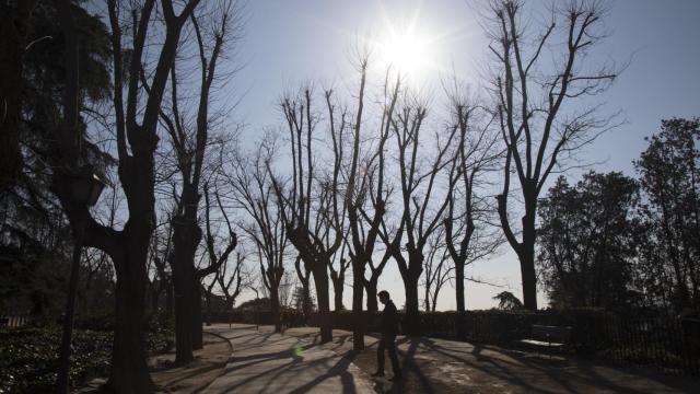 El Paseo del Pintor Rosales es una de las zonas más afectadas por la tala.