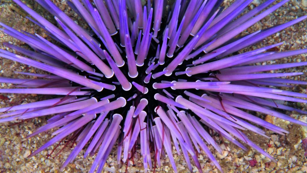 Echinometra mathaei, originaria de Tanzania, en el Océano Índico.