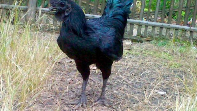 Ayam_cemani