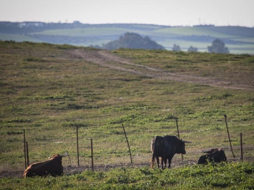 Ejemplares de la ganadería Benítez-Cubero en su finca de Los Ojuelos.