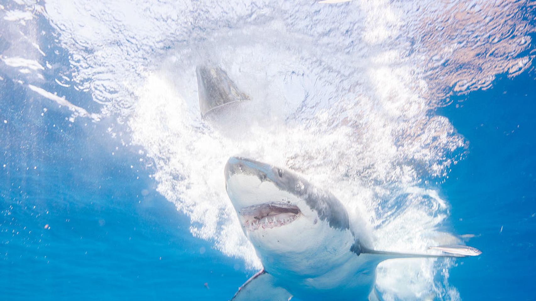 Un tiburón blanco en la isla de Guadalupe.