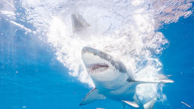 Un tiburón blanco en la isla de Guadalupe.