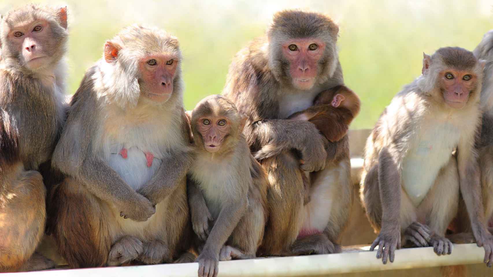 Grupo de macacos rhesus en el centro californiano.