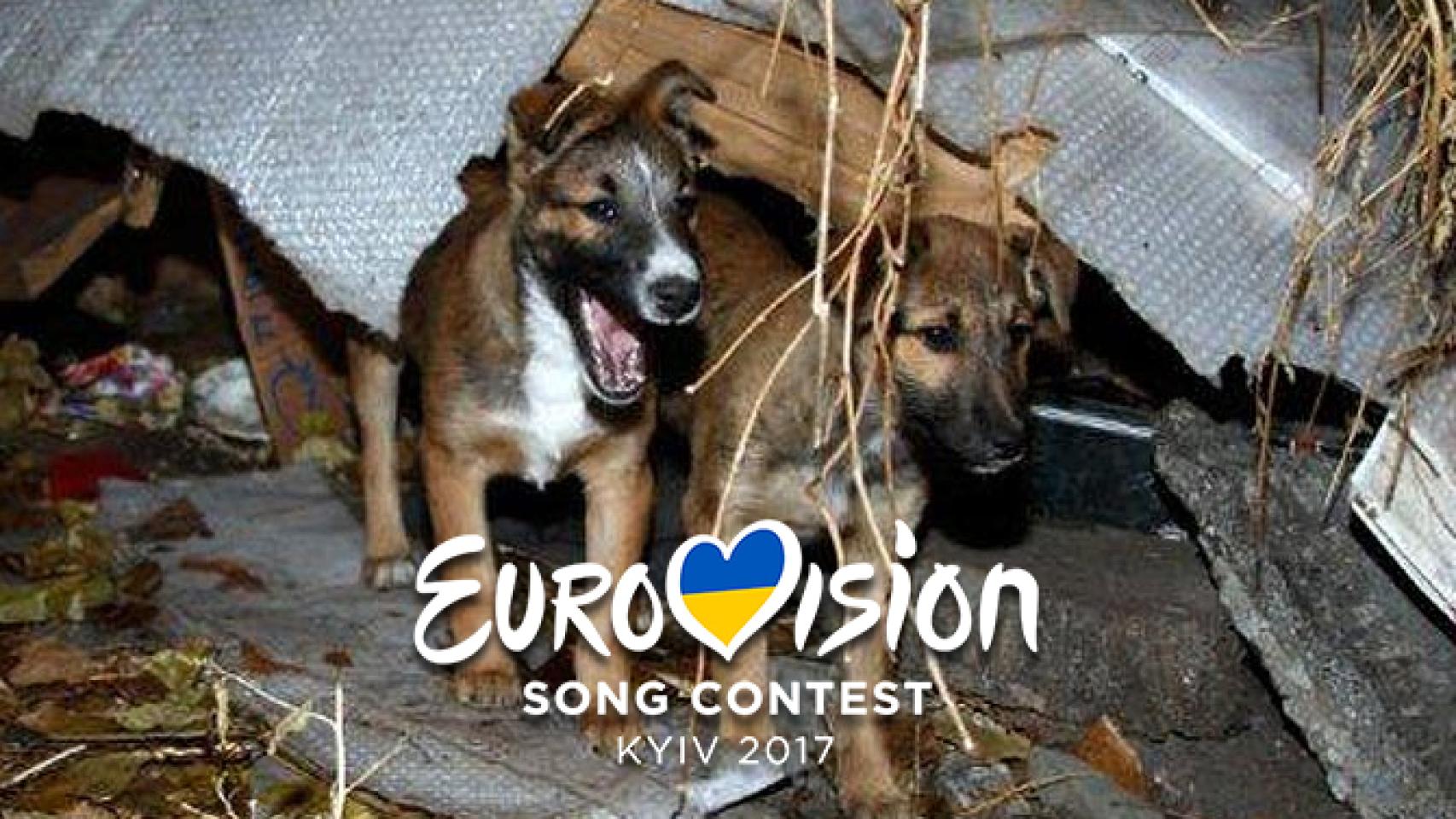 Kiev llevará a cabo una limpieza animal para albergar Eurovisión 2017