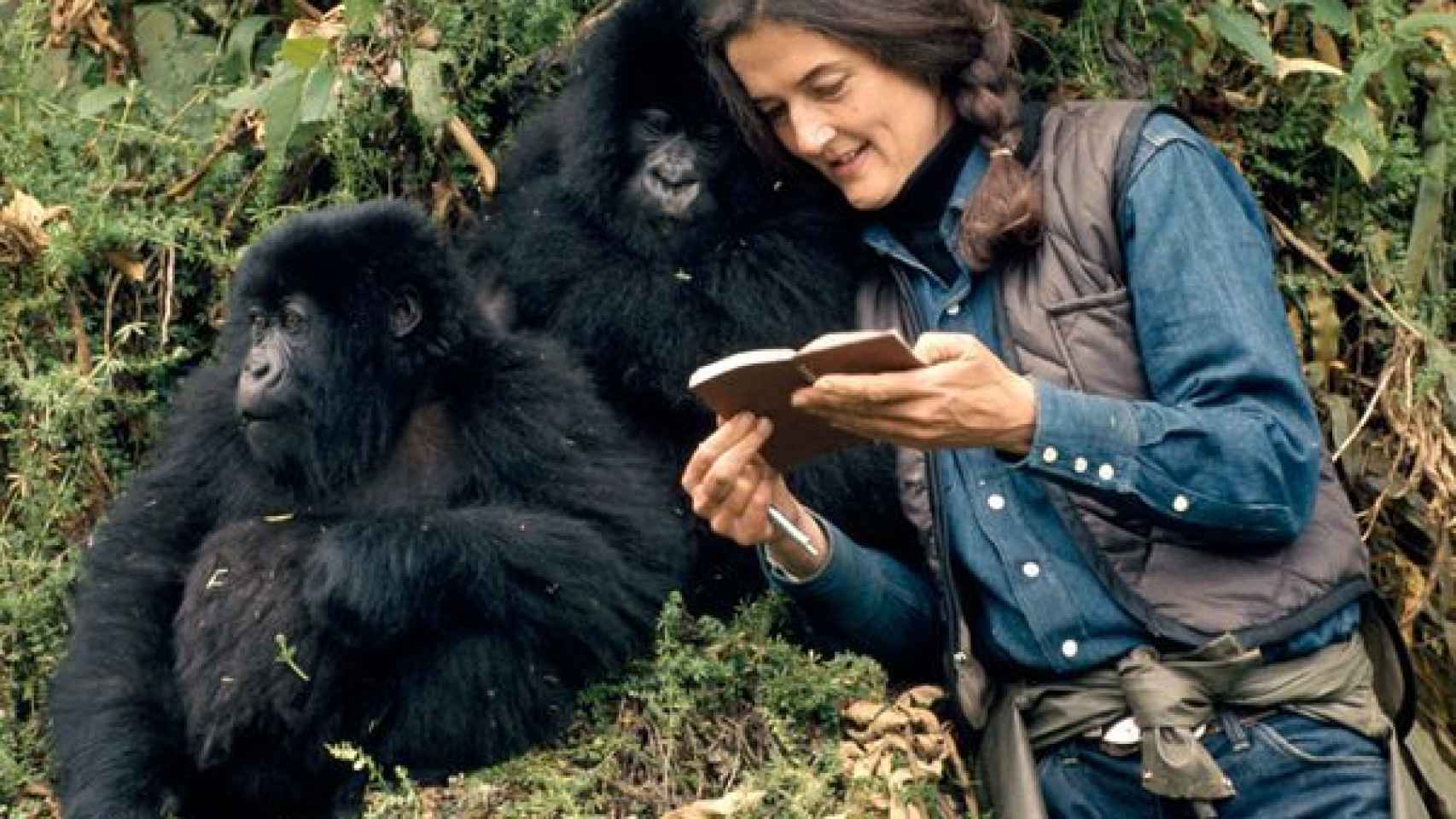 Dian Fossey con gorilas
