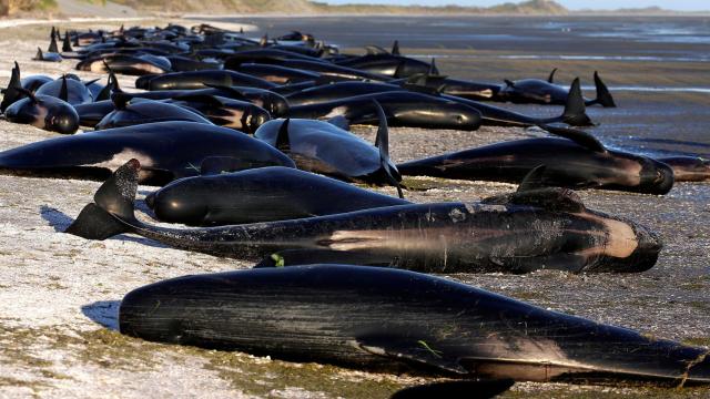 Ballenas varadas en Nueva Zelanda