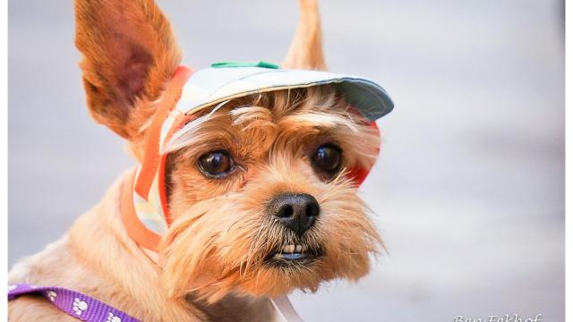 Un perrito mezclado, en Madrid.