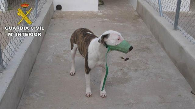 Uno de los animales que podría haber atacado al hombre fallecido.