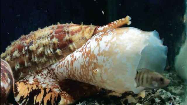 El caracol 'Conus regius'