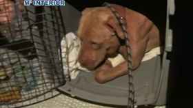 34 detenidos por montar peleas de perros a muerte