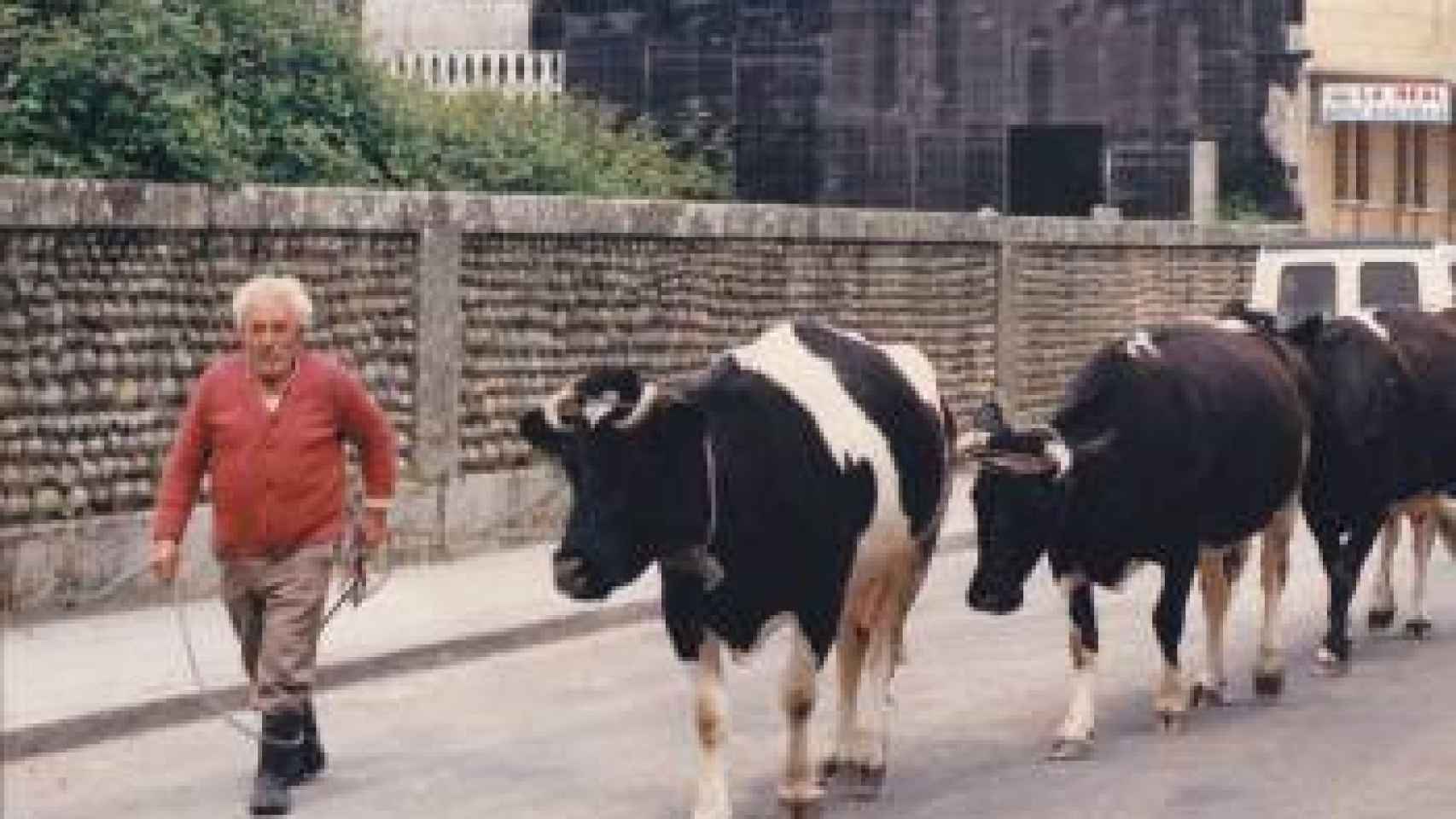José Costas con sus vacas en Baiona en la década de los 80.