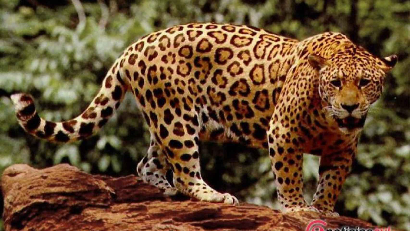 jaguar montemayor valladolid 1