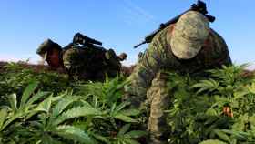 Un grupo de soldados destruye una plantación de marihuana que el Ejército encontró en el área de Mocorito, en el estado de Sinaloa.