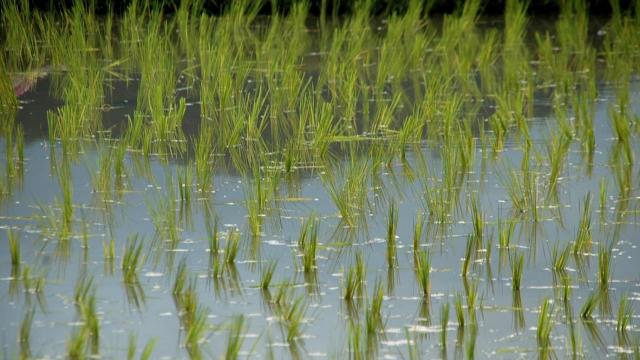 campos de arroz 1