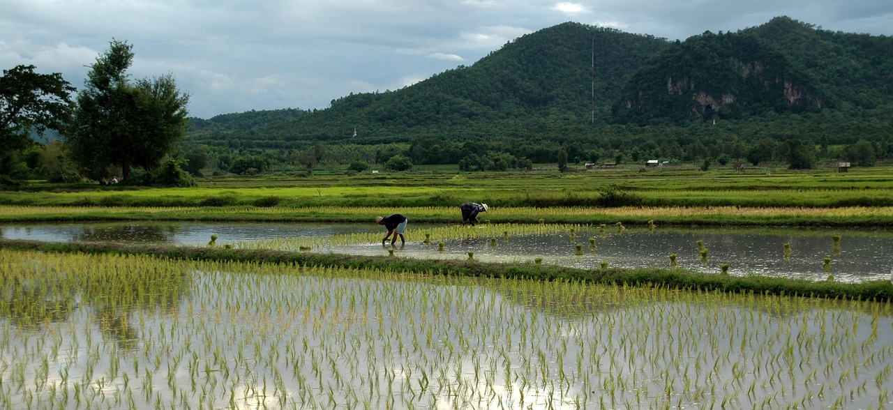 campos de arroz 2
