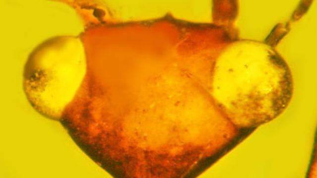 El insecto más raro del mundo