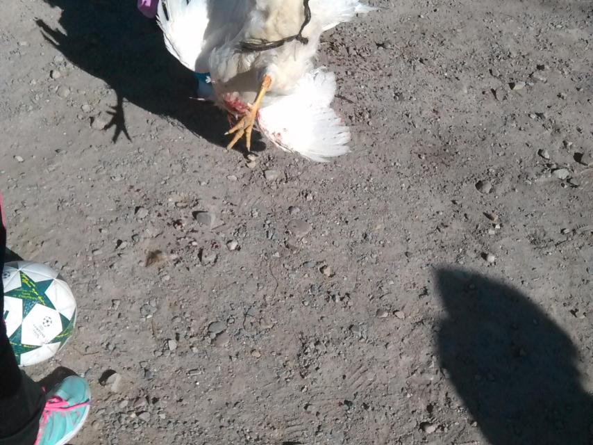 Uno de los jóvenes sostiene uno de los gallos decapitados atado con una cuerda.