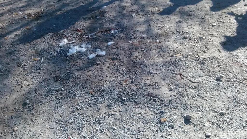 Así quedó el descampado al final de lo ocurrido.