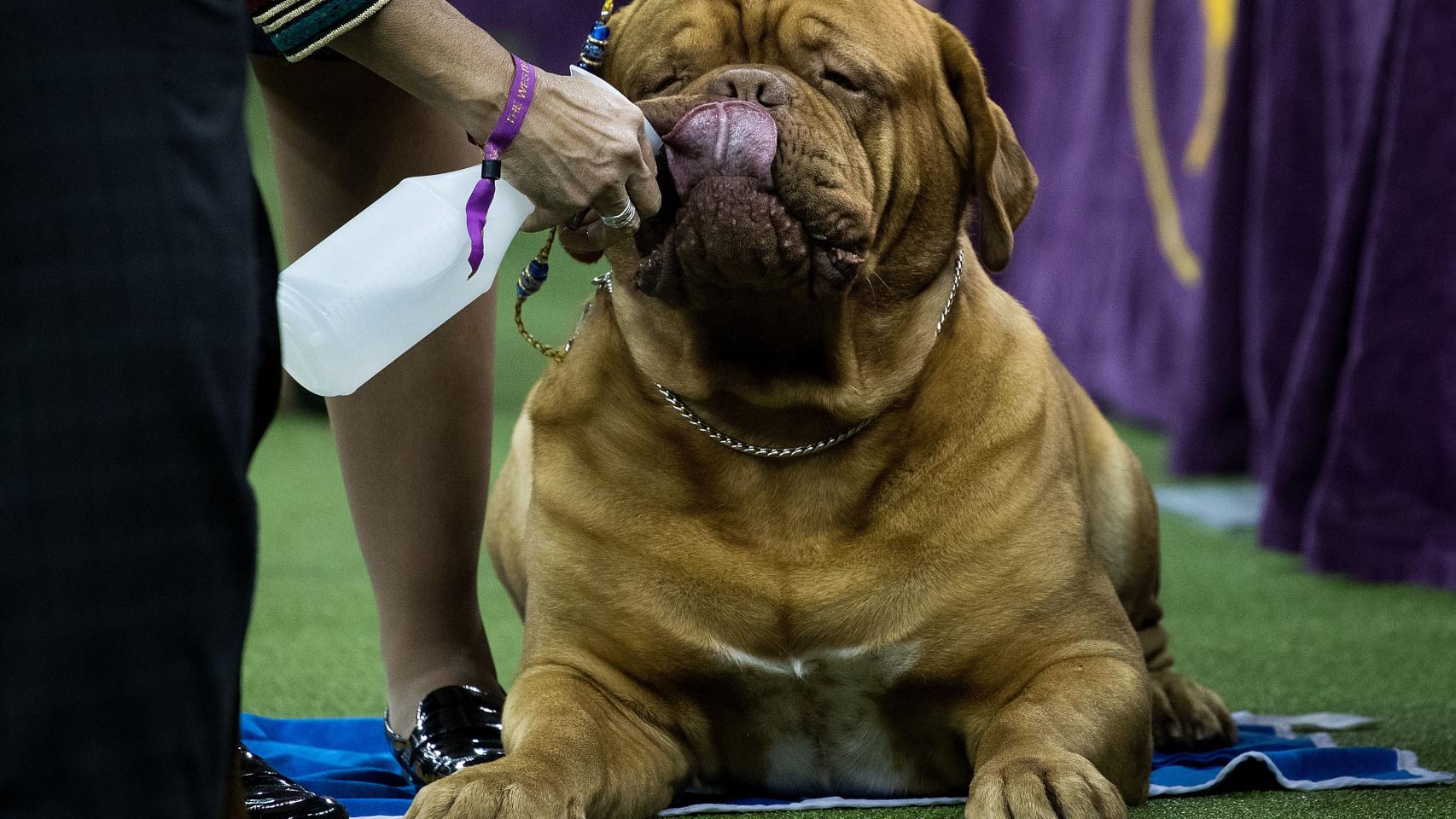 Un dogo de Burdeos bebe agua tan ricamente.