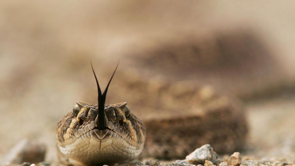 Una serpiente de cascabel