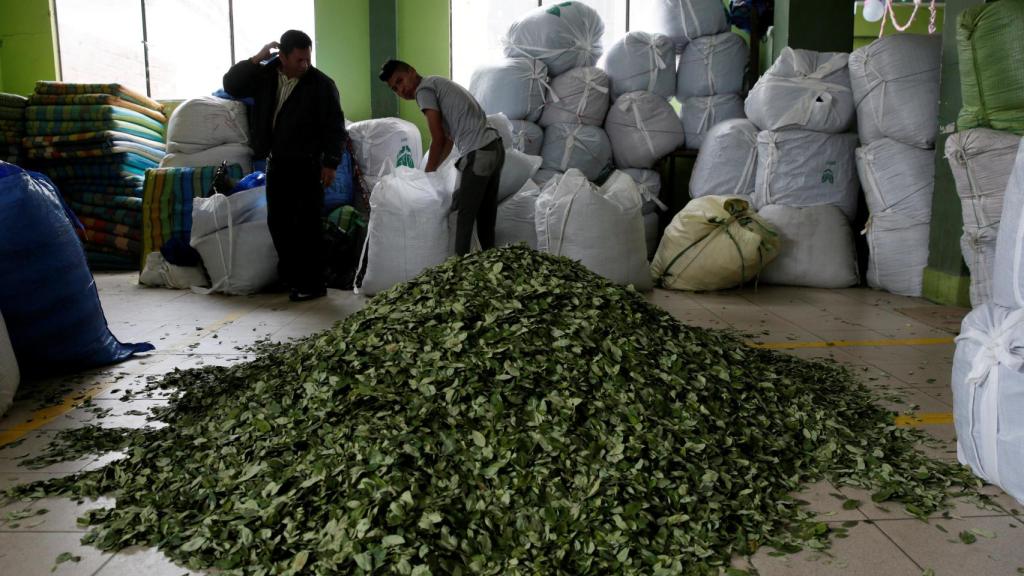 Un grupo de hombres recogen hojas de coca en la región de Yungas, Bolivia.