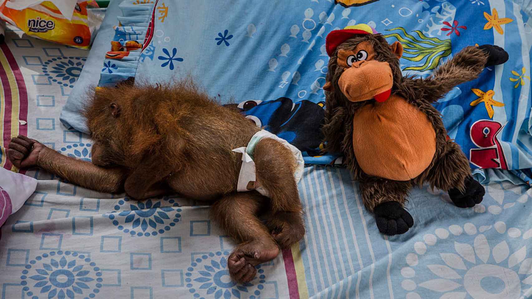 Bebé orangutan en un albergue indonesio tras perder su hábitat por deforestación.