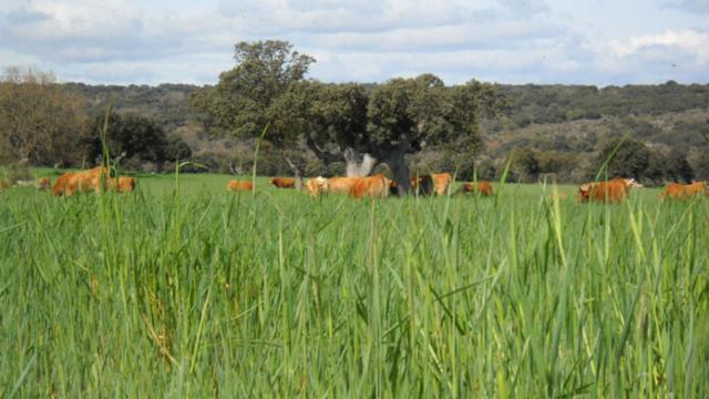 Vacas-centeno-encinas