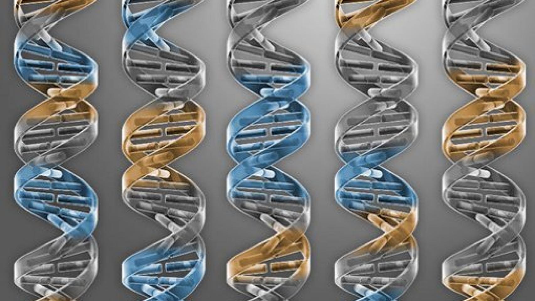 Image: Hacia el primer genoma artificial de la levadura