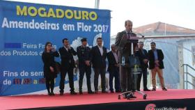 amendoeiras 2017 mogadouro (2)