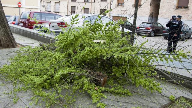 Imagen del árbol caído por el viento