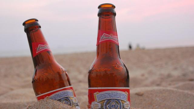 cerveza-budweiser