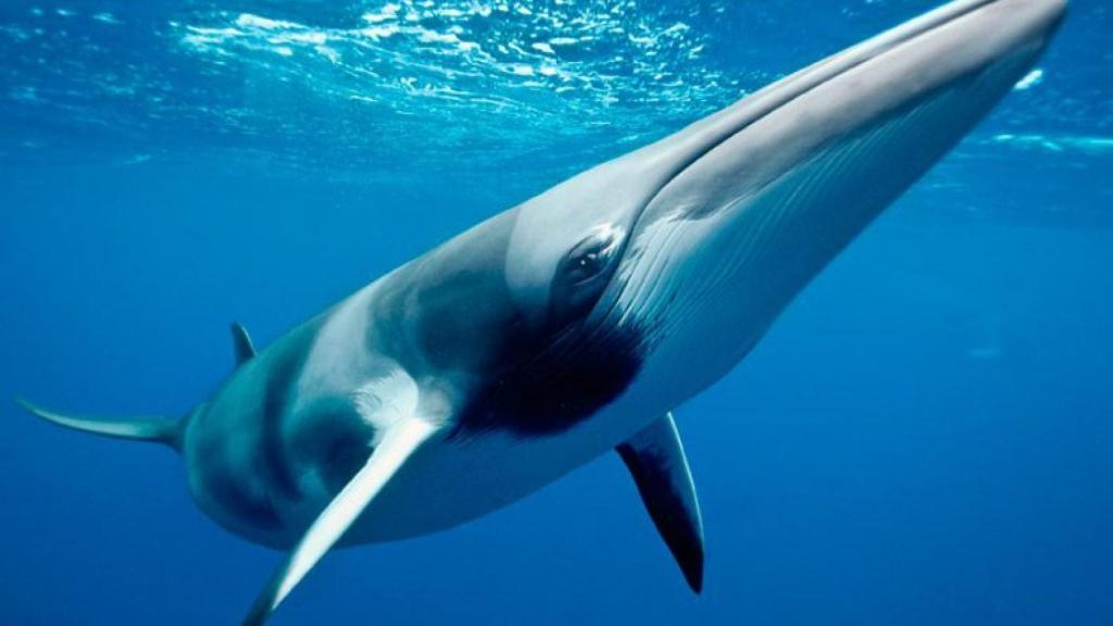 Una ballena minke en el mar cerca de Noruega.