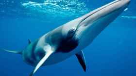 Una ballena minke, a las que se mata en Noruega