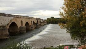 zamora toro puente