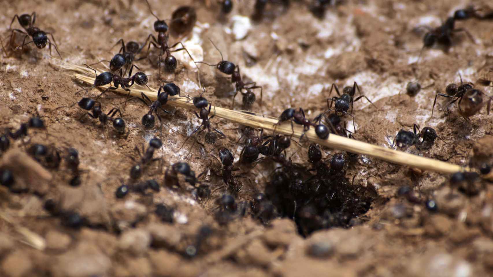 Hormigas carpinteras junto a su guarida.