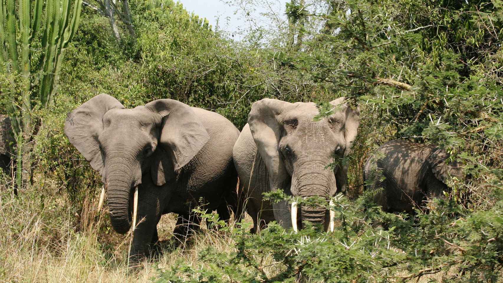Elefantes en el Parque Nacional Queen Elizabeth.