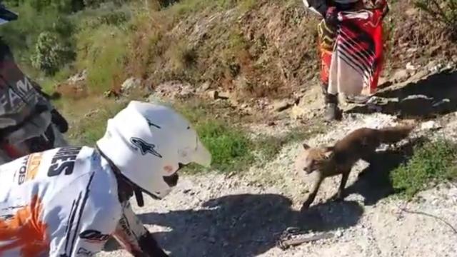 El grupo de moteros rodea al zorro, que se encuentra atrapado en el cepo.