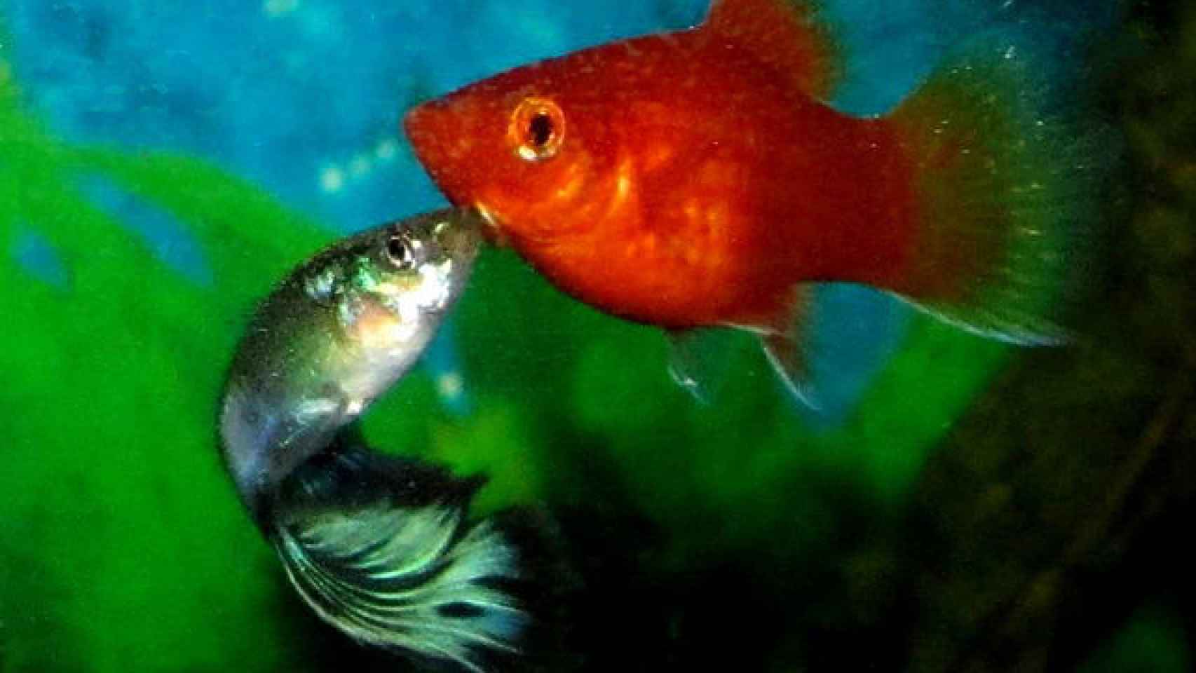 Dos peces de acuario flirteando