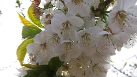 Regional-primavera-cerezo-flor