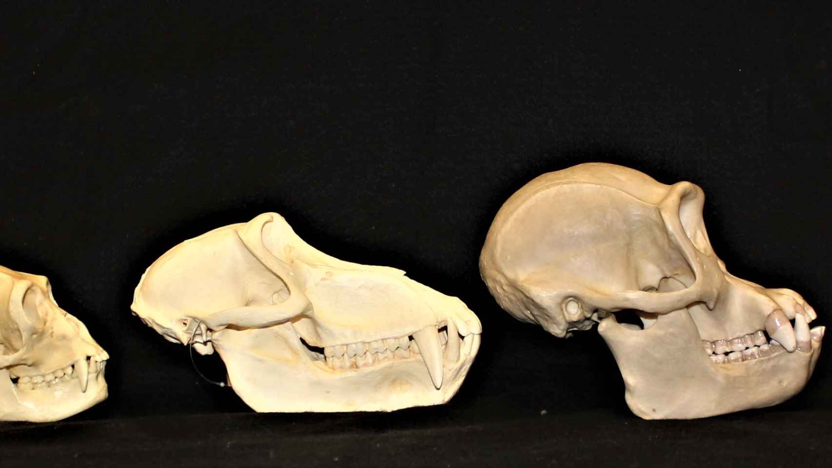 Distintos tamaño de cerebro de primates