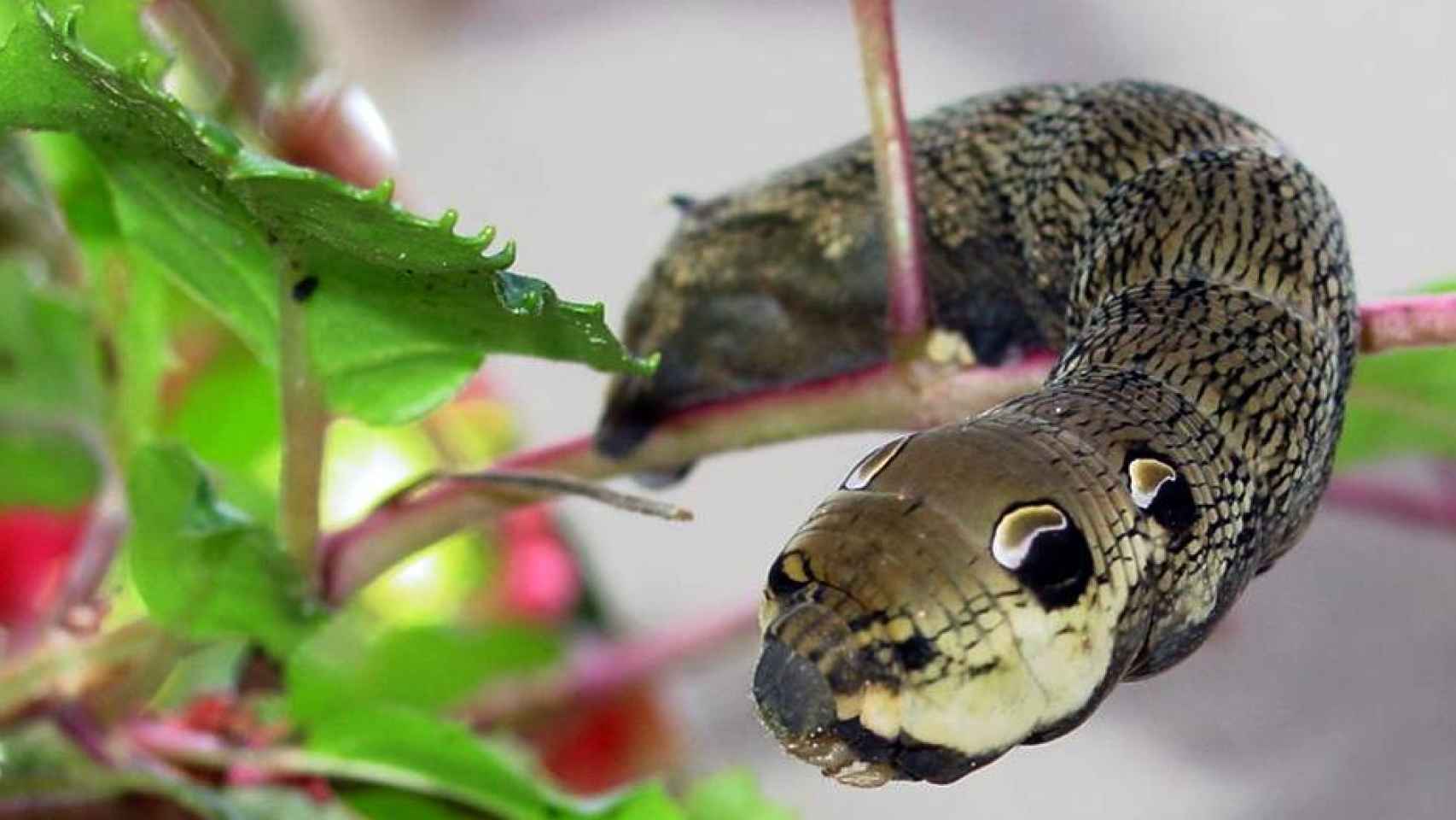 Una Deilephila elpenor en pose de serpiente.