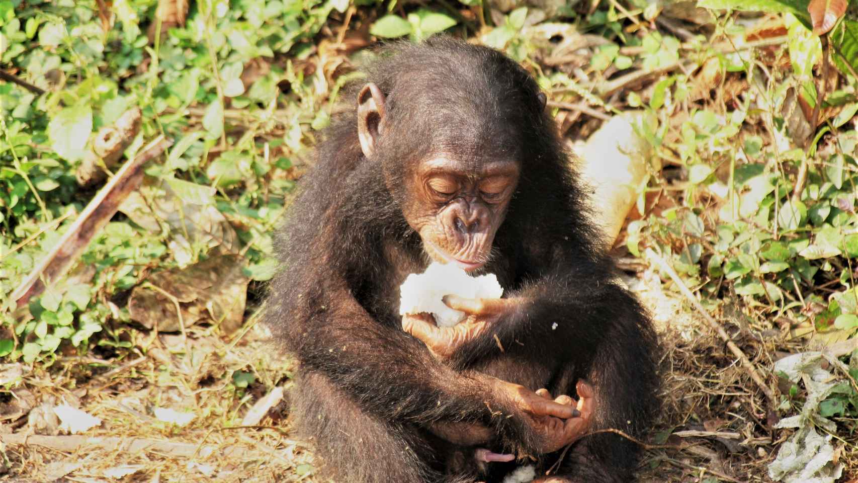 Un chimpancé comiendo fruta
