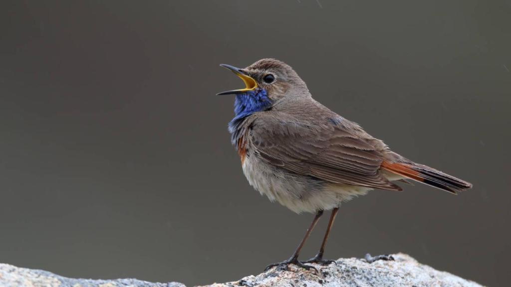 Pechiazul de la cornisa Cantábrica.