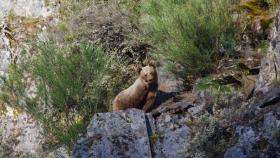 Oso Pardo en Cantábrico.