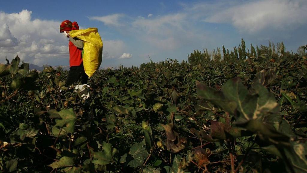 Una trabajadora recoge algodón en  Xinjiang, China.