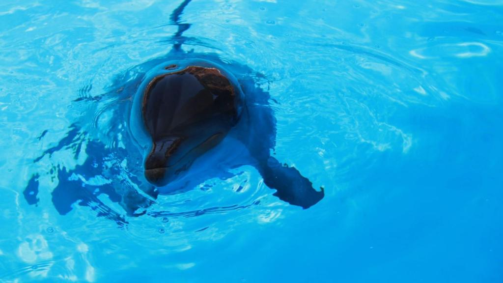 Uno de los delfines del acuario.