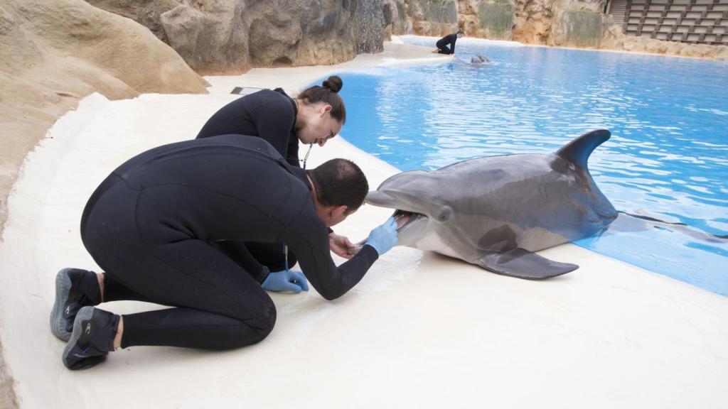 Empleados de Loro Parque recogiendo muestras de saliva.