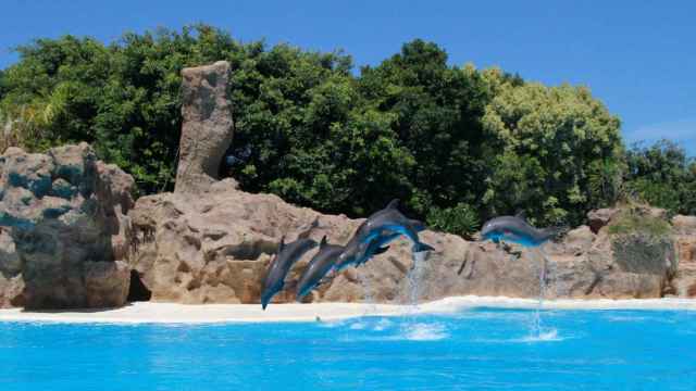 Grupo de delfines en Loro Parque.