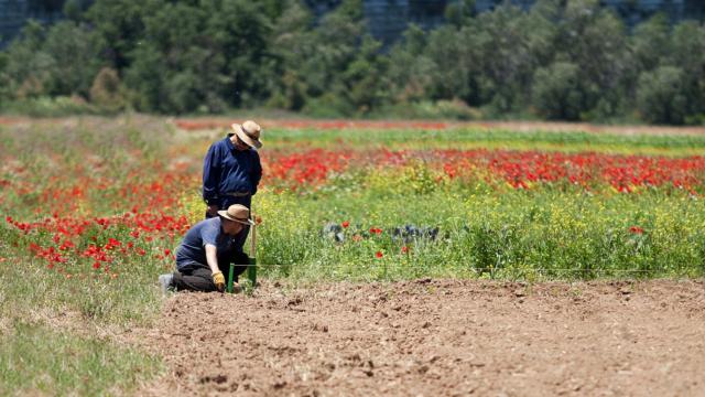 Frutas y verduras ecológicas ¡y solidarias!