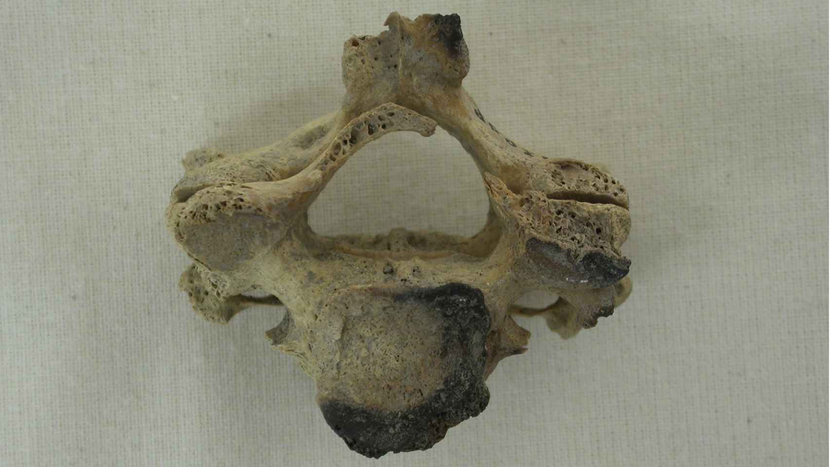 Una de las vértebras encontradas en Wharram Percy.